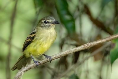 Large-headed Flatbill - Wenkbrauwbreedbektiran - Tyran mégacéphale