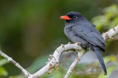 Black-fronted Nunbird - Zwartvoorhoofdtrappist - Barbacou unicolore