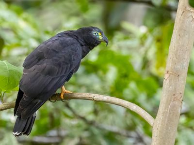Hook-billed Kite - Langsnavelwouw - Milan bec-en-croc