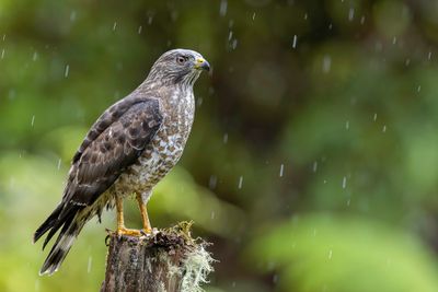 Broad-winged Hawk - Breedvleugelbuizerd - Petite Buse