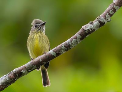 Stripe-necked Tody-Tyrant - Streepnektodietiran - Todirostre à cou rayé