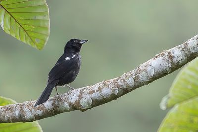White-shouldered Tanager - Witschoudertangare - Tangara  paulettes blanches (m)