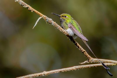 White-booted Racket-tail - Vlagstaartwitpluimbroekje - Haut-de-chausses à palettes (m)