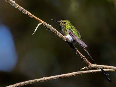 White-booted Racket-tail - Vlagstaartwitpluimbroekje - Haut-de-chausses  palettes (m)