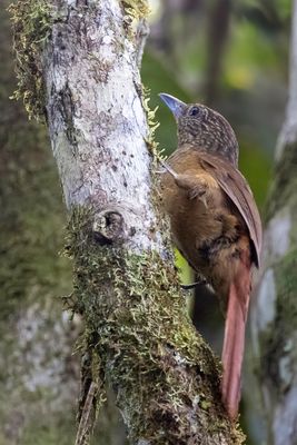 Black-billed Treehunter - Zwartsnavelboomjager - Anabate à bec noir