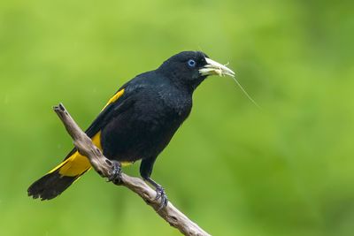 Yellow-rumped Cacique - Geelstuitbuidelspreeuw - Cassique cul-jaune