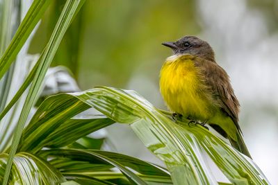 Sulphury Flycatcher - Zwaveltiran - Tyran des palmiers