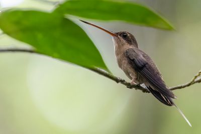 Straight-billed Hermit - Priemsnavelheremietkolibrie - Ermite de Bourcier
