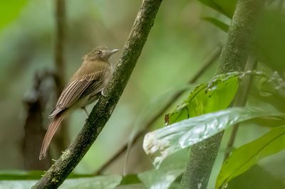 Brownish Twistwing - Schroefvleugeltiran - Platyrhynque brun