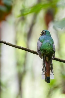 Amazonian Black-throated Trogon - Zwartkeeltrogon - Trogon aurore (m)