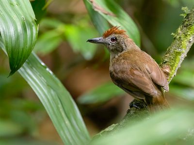 Plain-winged Antshrike - Leikleurige Mierklauwier - Batara à ailes unies (f)