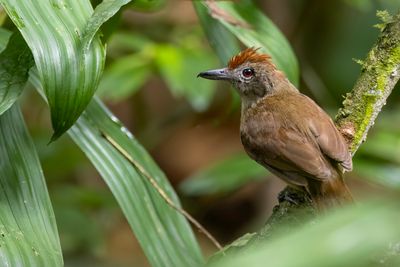 Plain-winged Antshrike - Leikleurige Mierklauwier - Batara à ailes unies (f)