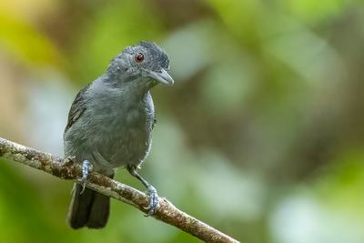 Plain-winged Antshrike - Leikleurige Mierklauwier - Batara à ailes unies (m)