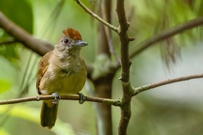 Plain-winged Antshrike - Leikleurige Mierklauwier - Batara à ailes unies (f)