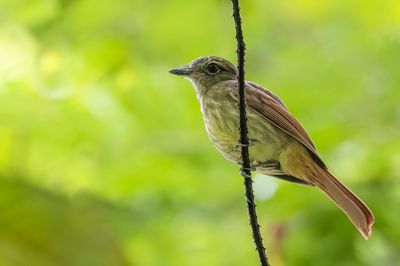 Rufous-tailed Flatbill - Roodstaartbreedbektiran - Platyrhynque à queue rousse