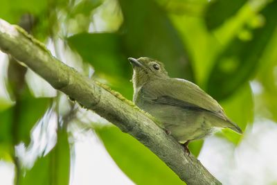 Blue-backed Manakin - Prachtmanakin - Manakin tijé (f)