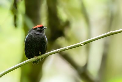 Blue-backed Manakin - Prachtmanakin - Manakin tijé (m)
