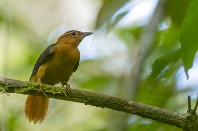Cinnamon-rumped Foliage-gleaner - Kaneelstuitbladspeurder - Anabate flamboyant