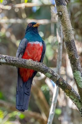 Black-tailed Trogon - Zwartstaarttrogon - Trogon à queue noire (m)