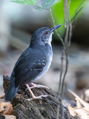 Silvered Antbird - Mangrovemiervogel - Alapi paludicole (m)