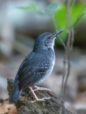 Silvered Antbird - Mangrovemiervogel - Alapi paludicole (m)