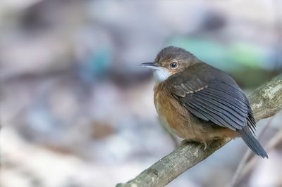 Silvered Antbird - Mangrovemiervogel - Alapi paludicole (f)