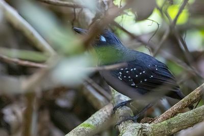 Plumbeous Antbird - Chamicurusmiervogel - Alapi plomb (m)