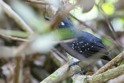 Plumbeous Antbird - Chamicurusmiervogel - Alapi plombé (m)