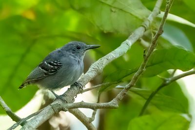 Grey Antwren - Bonte Miersluiper - Myrmidon gris (m)
