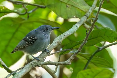 Grey Antwren - Bonte Miersluiper - Myrmidon gris (m)