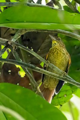 Speckled Spinetail - Gespikkelde Stekelstaart - Synallaxe ponctué