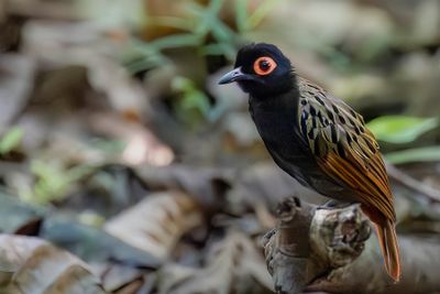 Black-spotted Bare-eye - Roodoogmiertimalia - Fourmilier maculé