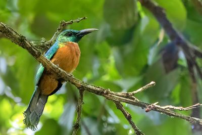 Great Jacamar - Grote Glansvogel - Grand Jacamar