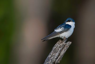White-winged Swallow - Witbuikzwaluw - Hirondelle  ailes blanches
