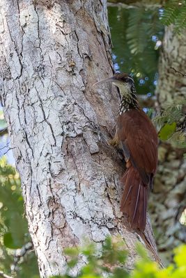 Long-billed Woodcreeper - Langsnavelmuisspecht - Grimpar nasican
