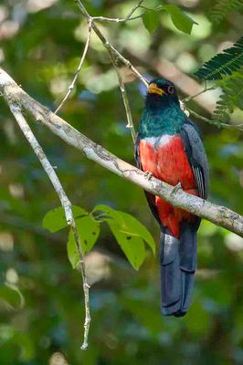 Black-tailed Trogon - Zwartstaarttrogon - Trogon à queue noire (m)