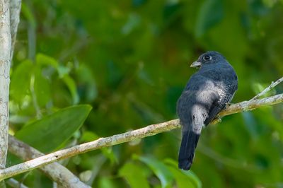 Black-tailed Trogon - Zwartstaarttrogon - Trogon à queue noire (f)