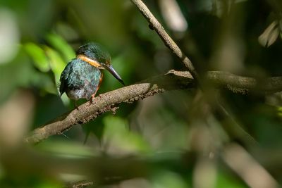 Green-and-rufous Kingfisher - Groen-bruine IJsvogel - Martin-pêcheur bicolore
