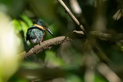 Green-and-rufous Kingfisher - Groen-bruine IJsvogel - Martin-pcheur bicolore