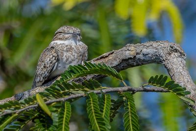 Sand-colored Nighthawk - Zandkleurige Nachtzwaluw - Engoulevent sable