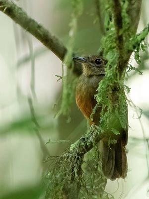Cinereous Antshrike - Temmincks Mierklauwier - Batara cendré (f)