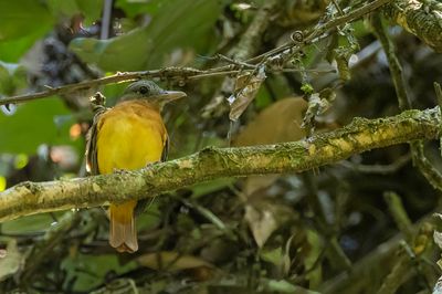 Citron-bellied Attila - Geelbuikattila - Attila à ventre jaune