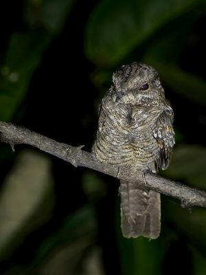 Ladder-tailed Nightjar - Trapstaartnachtzwaluw - Engoulevent trifide