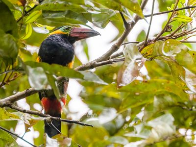 Golden-collared Toucanet - Reinwardts Pepervreter - Toucanet de Reinwardt