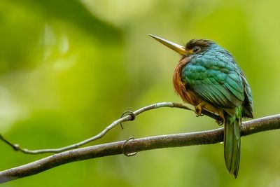 Yellow-billed Jacamar - Geelsnavelglansvogel - Jacamar à bec jaune