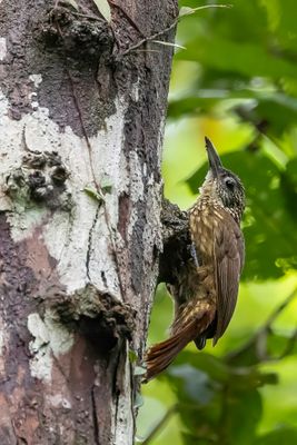 Buff-throated Woodcreeper - Geelkeelmuisspecht - Grimpar des cabosses