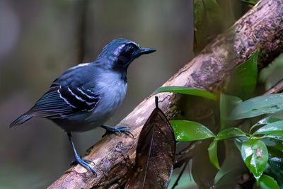 Black-faced Antbird - Zwartmaskermierkruiper - Alapi masqué (m)