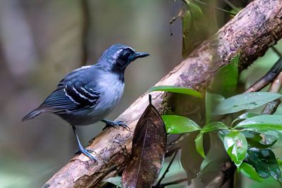 Black-faced Antbird - Zwartmaskermierkruiper - Alapi masqué (m)