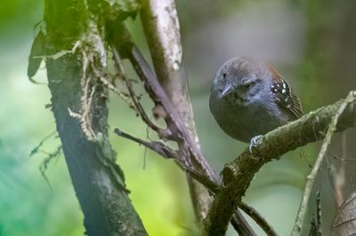 Rufous-backed Stipplethroat - Grijsborstmiersluiper - Myrmidon cravaté (m)