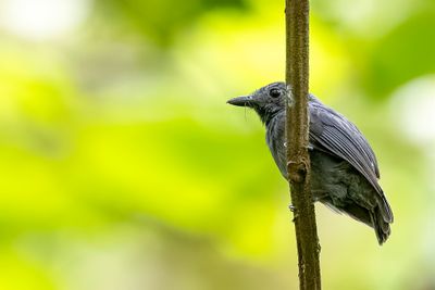 Dusky-throated Antshrike - Grijskeelmierklauwier - Batara ardoisé (m)